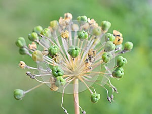 Allium seed ball in a garden