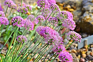 Allium senescens subsp. glaucum, purple flower balls