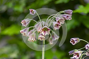 Allium siculum honey sicilian lily garlic flowers in bloom, beautiful springtime ornamental flowering plant, small bells on stem