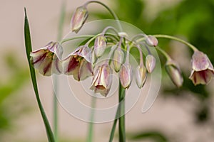 Allium siculum honey sicilian lily garlic flowers in bloom, beautiful springtime ornamental flowering plant, small bells on stem