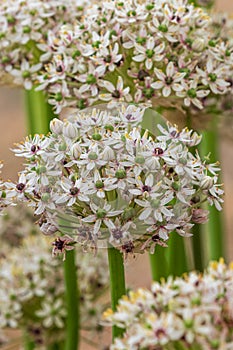 Allium silverspring