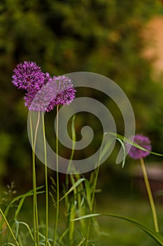 Allium sort Mercurius: decorative onion blooms in the flower garden