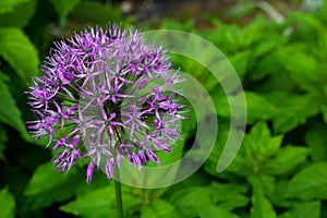 Allium sort Mercurius: decorative onion blooms in the flower garden in early summer