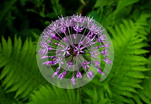 Allium sort Mercurius: ornamental onion blooms in the flower garden in early summer