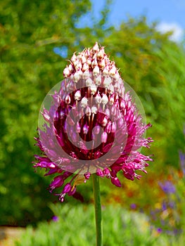 Allium sphaerocephalon