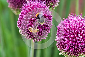 Allium sphaerocephalon