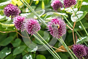 Allium Sphaerocephalon, also known as Drumsticks