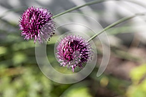 Allium sphaerocephalon, Amaryllidaceae. Wild plant shot in summer.