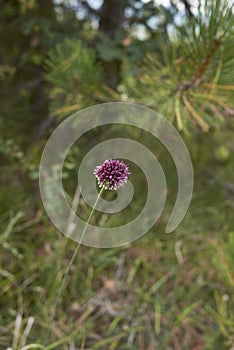 Allium sphaerocephalon in bloom