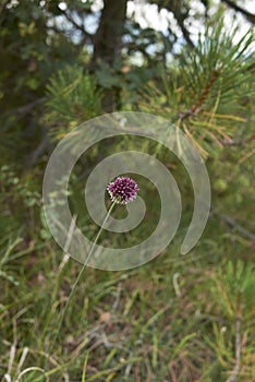 Allium sphaerocephalon in bloom