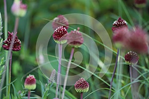 Allium sphaerocephalon. Blooming purple Round-headed leek.