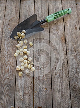 Allium sphaerocephalon bulbs and a garden spade, flat lay photo