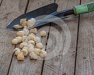 Allium sphaerocephalon bulbs and a garden spade, flat lay photo