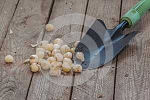 Allium sphaerocephalon bulbs and a garden spade, flat lay photo