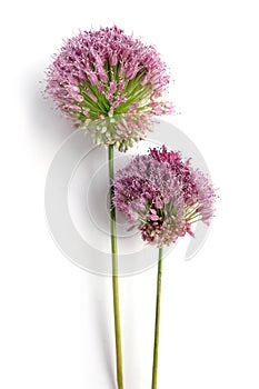 Allium Sphaerocephalon flower purple on white background (Allium Giganteum