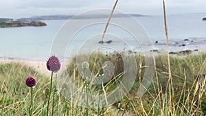 Allium sphaerocephalon flower with water drops and coastline background. Selective focus closeup