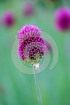Allium sphaerocephalon or round headed garlic in flower closeup