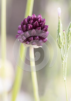 Allium sphaerocephalon round-headed leak drumstick allium wild plant with inflorescence of small dark maroon red flowers on