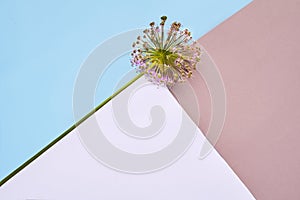 Allium sphaerocephalon round-headed leek, round-headed garlic, ball-head onion on colorful background