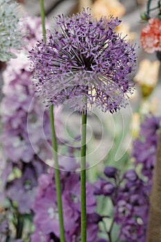 Allium stipitatum