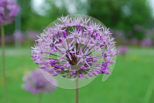 Allium stipitatum 'Violet Beauty' blossom.