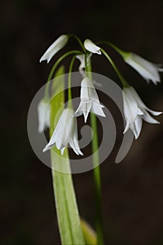 Allium triquetrum