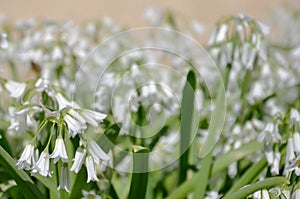 Allium triquetrum bell flower