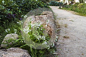 Allium triquetrum photo