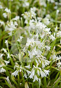 Allium triquetrum is a plant of the Amaryllidaceae family, widespread throughout the Mediterranean basin.