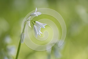 Allium Triquetrumor or Wild Onion