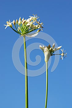 Allium tuberosum