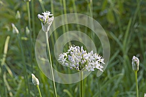 Allium tuberosum - East Asian spice plant