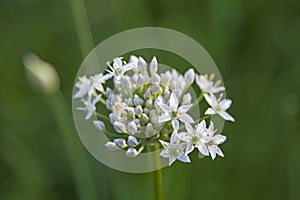 Allium tuberosum - East Asian spice plant