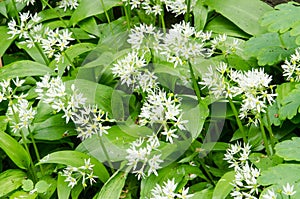 Allium ursinum