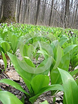 Allium ursinum