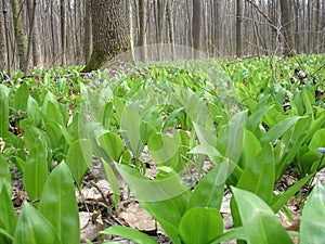 Allium ursinum