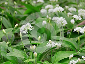 Allium ursinum