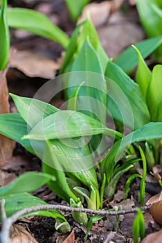 Allium ursinum