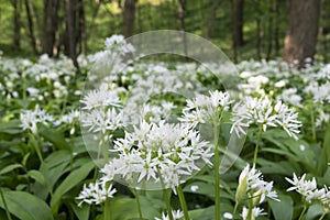 Allium ursinum bear`s garlic in bloom, sunlight