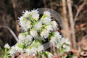 Allium ursinum, close up photo