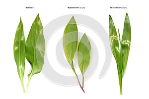 Allium ursinum, Double runner, Convallaria, Colchicum, doppelganger photo