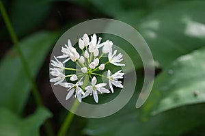 Allium ursinum flower