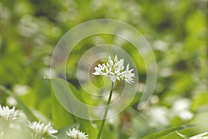 Allium ursinum flower bloomin in spring