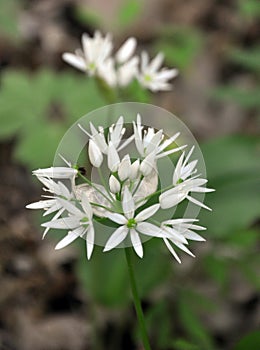 Allium ursinum grows in the wild