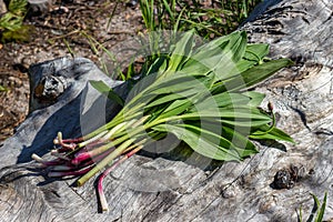 Allium ursinum herb