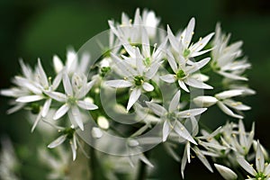 Allium ursinum is a herb that tastes like garlic