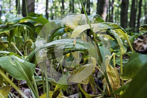 Rostliny Allium ursinum