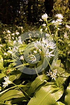 Allium ursinum or Ramsons