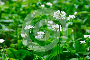 Allium ursinum Wild Allium ursinum Aglio Orsino Selvatico photo