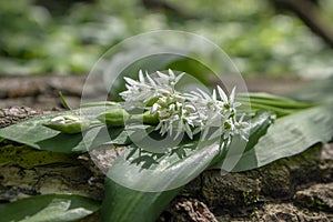 Allium ursinum wild bears garlic flowers in bloom, white rmasons buckrams flowering plants, green edible healhty leaves